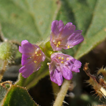 Allionia choisyi, Annual Windmills